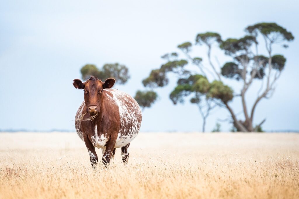 妊娠中にレチノールを使っても安全なの？