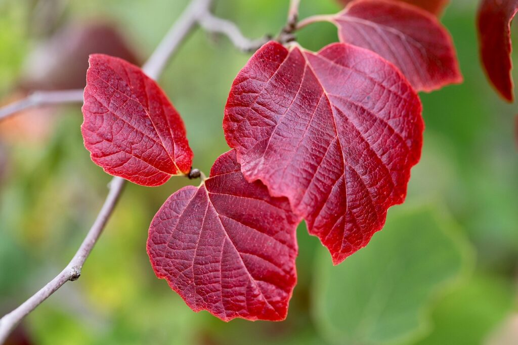 レチノールアイクリームのコスパが良い製品はどれ？