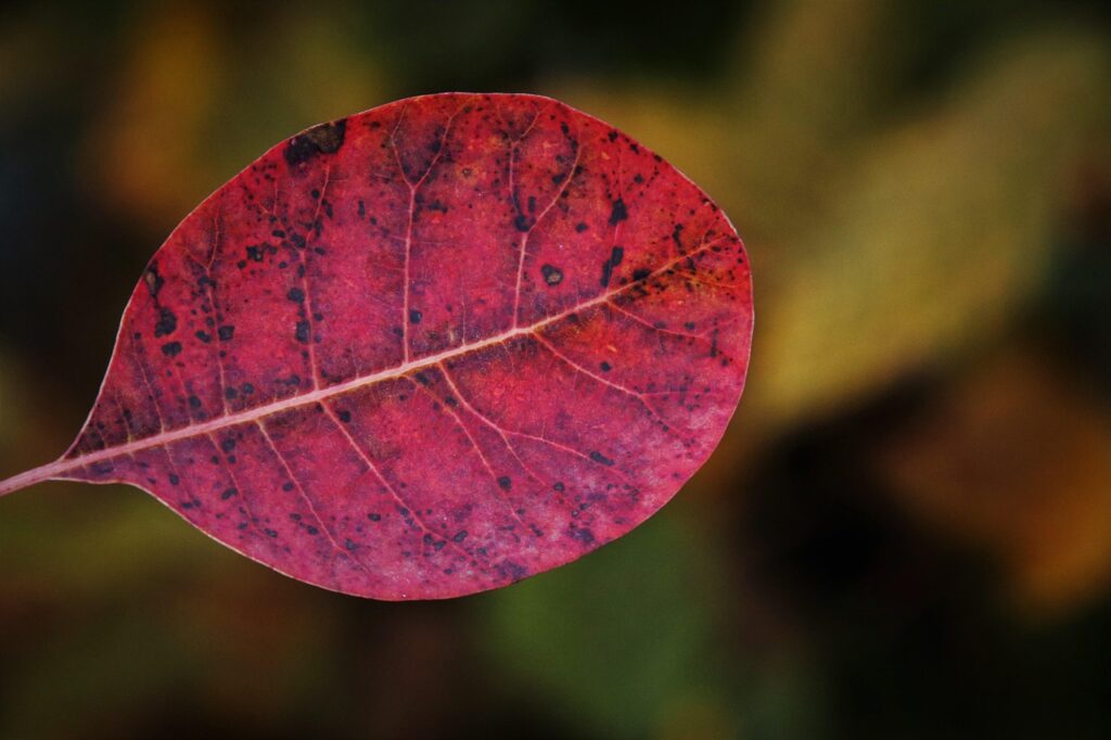 初回限定価格で手に入るお得なサービスは？