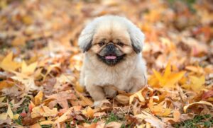 皮膚科が推奨するレチノールの効果と使い方は？