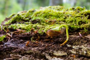 目元の若返りを実感するための最適な期間は？