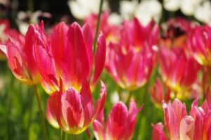 レチノールとEMSの効果を総まとめで解説しますか？